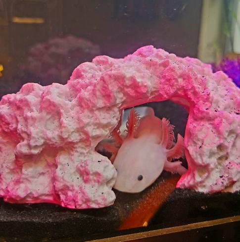 a pink axolotl curled up in a pink cave